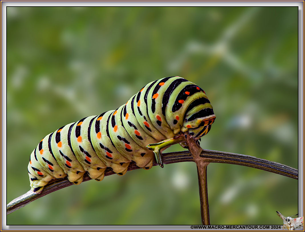 Chenille du Machaon